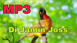 Download lagu Suara Burung Kutilang Emas Ribut Buat Mikat dan Pancingan mp3