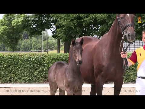 20 Despacito   Don Aparte