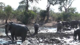 preview picture of video 'Elephants mudbath in Krüger Park - Elephants dans la boue à Kruger'