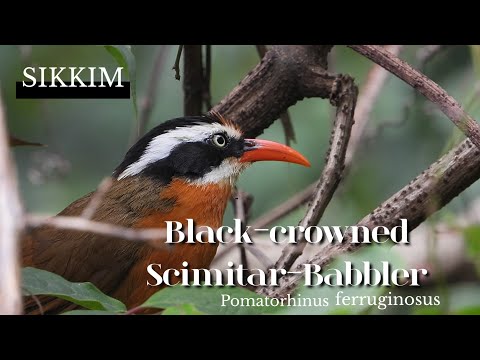 Šabľozob škraboškový (Pomatorhinus ferruginosus) — spev a hlas v prírode