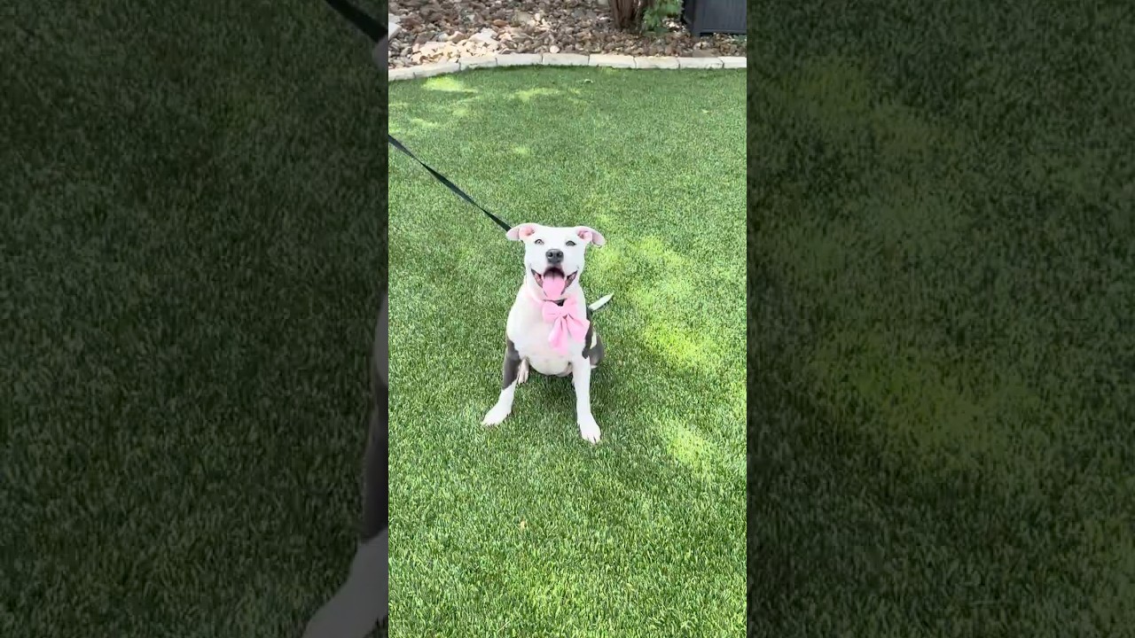 Enlarge Griselda, an adopted mixed breed in Cherry Hill Township, NJ video 3/6