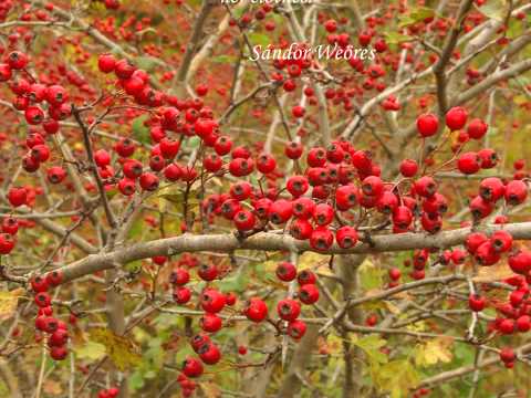 download lagu mp3 mp4 Galagonya, download lagu Galagonya gratis, unduh video klip Galagonya