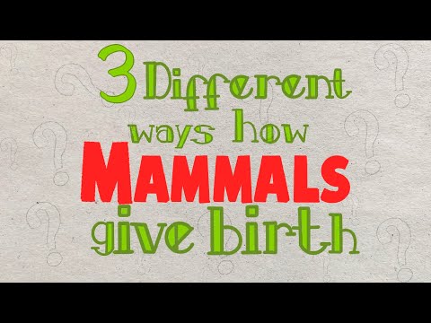 3 Ways in which Mammals give birth