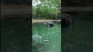 Download lagu Don't Swim Here If You Don't Want To Regret It! 😱 #shorts mp3