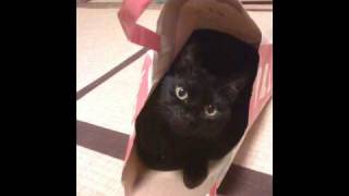 Bryan  Ferry  /  Sweet  and  Lovely