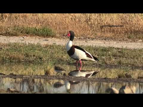 TARRO BLANCO | SHELDUCK | Tadorna tadorna