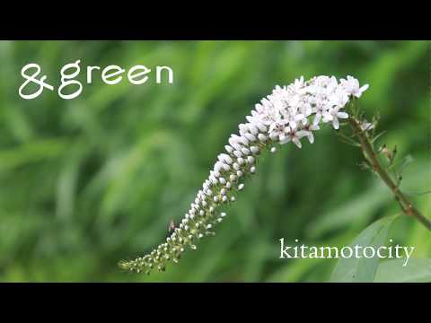 ゴールドオカトラノオ、点在オカトラノオ 植物