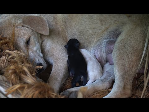 World’s best meals to welcome the new members | LIVING OFF THE GRID | Episode 72