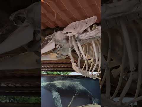 Instituto  Baleia Jubarte - Caravelas  - BA