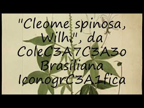 How to pronounce "Cleome spinosa, Wilh.", da ColeC3A7C3A3o Brasiliana IconogrC3A1fica in Portuguese?