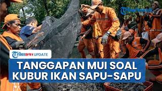 MUI Buka Suara soal Penguburan Ikan Sapu-sapu Hidup-hidup, Sebut Tidak Sesuai dengan Dalil Islam