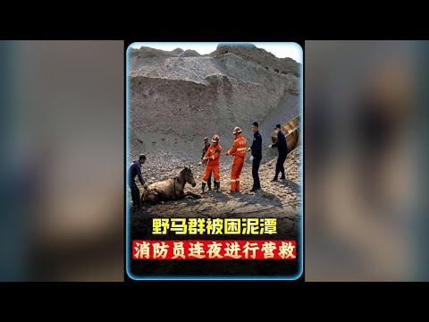 野馬群誤闖泥潭被困多時，消防員和牧民連夜營救 #紀錄片 #抖音精選