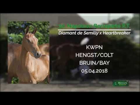 30 Napoleon Bonaparte R.T. (Diamant de Semilly x Heartbreaker)