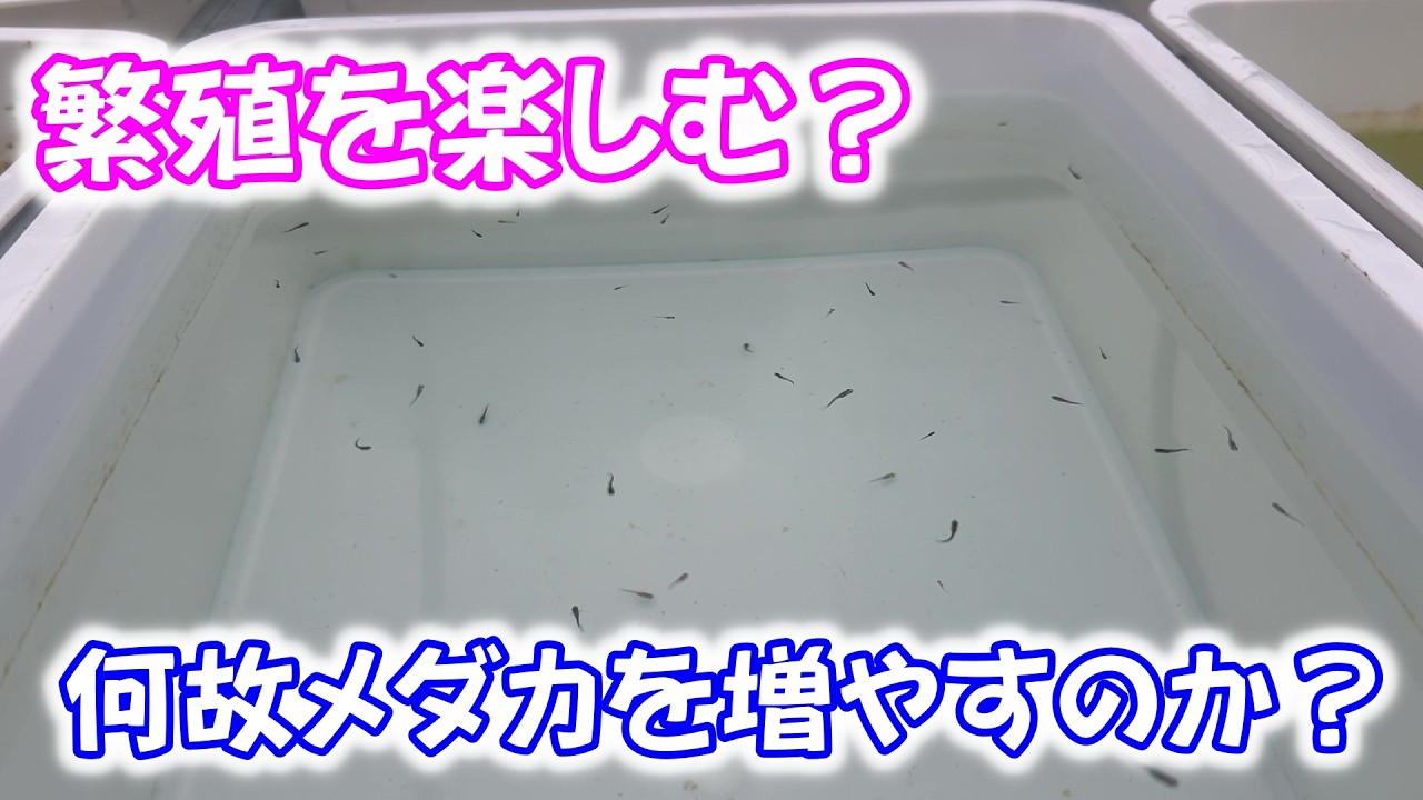 【めだか】何故か増やしてしまうメダカ。楽しいだけじゃない？Ｂ型おやじ　2026年　4月　1日　投稿