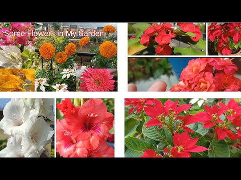 Some flowers have bloomed in my Winter Garden,December 2020//Mere winter garden me khile kuch Phool