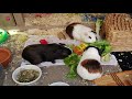 Drie cavia's zoeken samen een nieuw huis