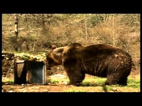 ONDA TG 04.10.2014 - ORSO SCENDA A VALLE SONDAGGIO