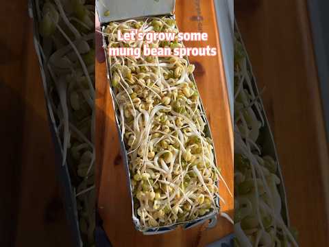 Let’s grow some bean sprouts in recycled milk cartons 🌱