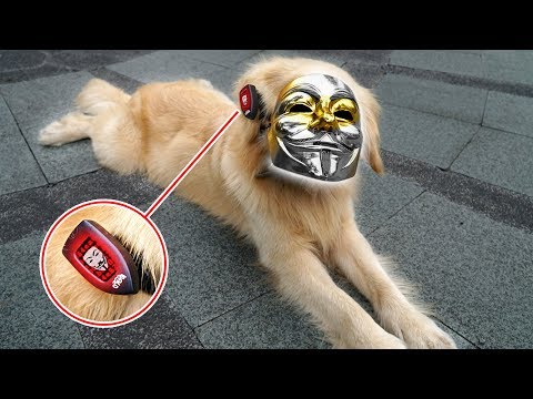 UNSER HUND LUCKY IST GAME MASTER und ZERSTÖRT CHIP IM OHR !!!