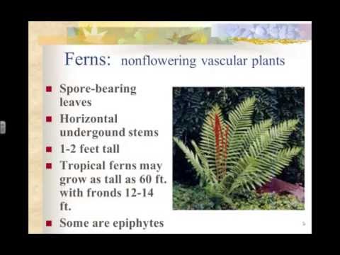 C9L2 Moss and Ferns