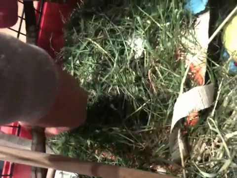 Auslaufstall Ideen für Ratten