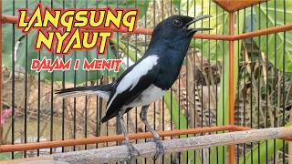 Download lagu Suara KACER GACOR Bikin KACER Lawan Langsung Nyaut Dalam Seketika, PANCINGAN KACER GACOR Terbaik.. mp3