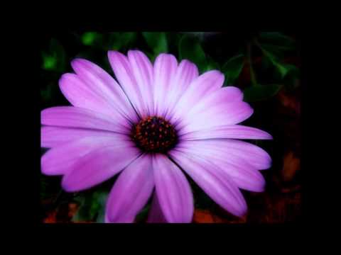 Adrian Minune & Viorel de la Constanta - Floarea Vietii