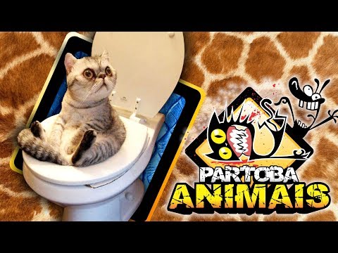 🐶 🐱 ParTOBA Animais
