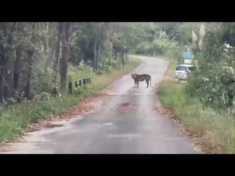 Thailand Launches Flood Recovery Plan as Damage Tops $4.3 Billion
