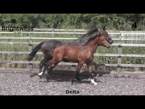 LOT 4   Delta Vangelis S x Burggraaf