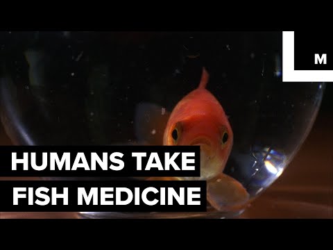Amazon Fish Amoxicillin