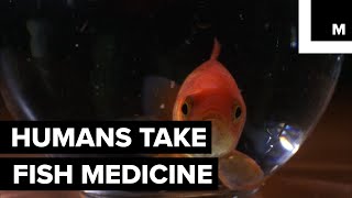 Humans are taking fish medicine
