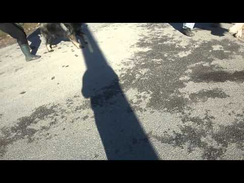 Sarplaninac vs Tornjak