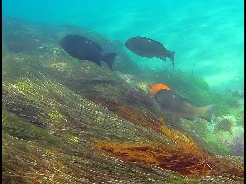 BEST California Snorkeling: Shaw's Cove