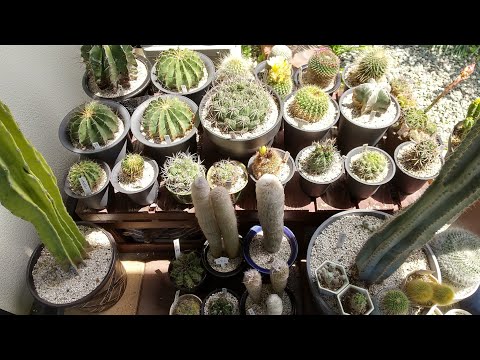 柔らかい葉を持つイースターサボテン：どうすればいいですか？面接を成功させるための 2 つの一般的な原因とその解決策  庭園