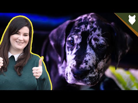 image-How much should a Great Dane puppy cost?