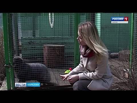 Песец Буся из Эколого-биологического центра обрела новых опекунов (14-05-2018)