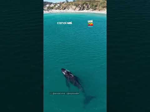 Baleia-jubarte é flagrada nadando a poucos metros da praia em Arraial do Cabo (RJ)