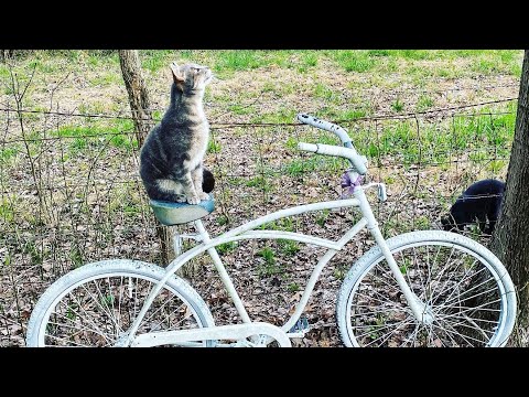 Another Cat Video