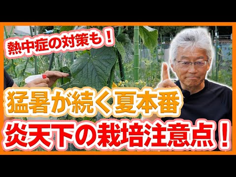 木のない庭で日陰を作るには、菜園にどの植物を植えるべきか 熱波太陽の熱に対するアドバイス