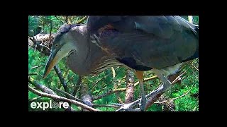 Great Blue Herons - Maryland Highlights