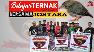 Download lagu Mudah?! proses TERNAK PLECI - JOSTARA (josterops tangerang raya) mp3