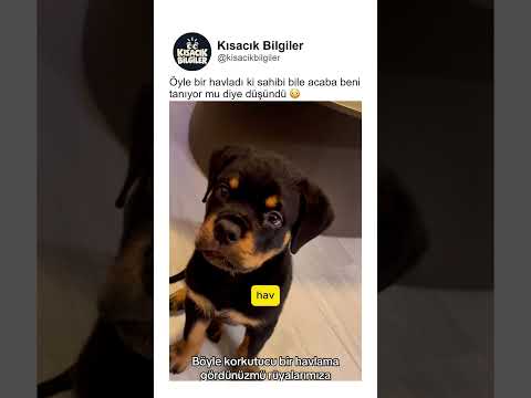 Öyle bir havladı ki sahibi bile acaba beni tanıyor mu diye düşündü 😳