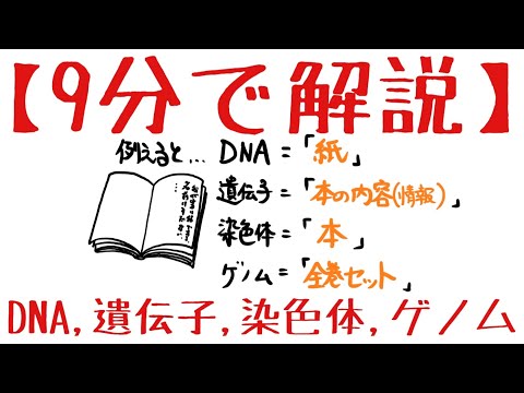 ヒト X 染色体について詳しく解説