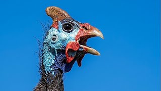 Galinha da Angola Cantando, Canto de Capote, Tô Fraco Chamando