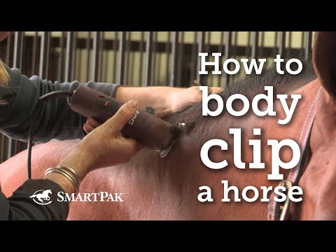 How to body clip a horse