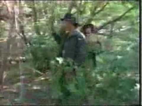 Hoges - 'Indiana Jones' - Kootamundra Hoges....