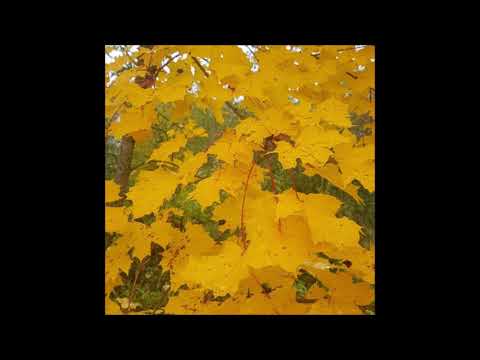 77. deergod & biocide - yellow leaves [03.10.2019]