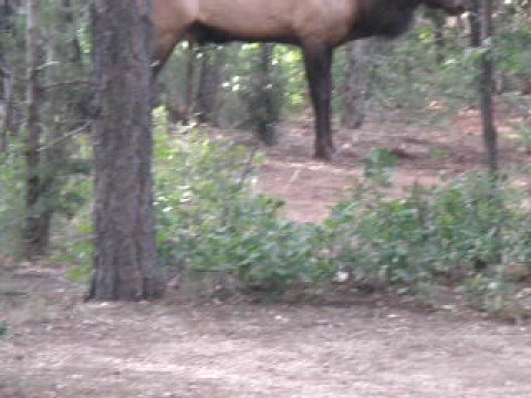 Elk thrash-urinating at Grand Canyon