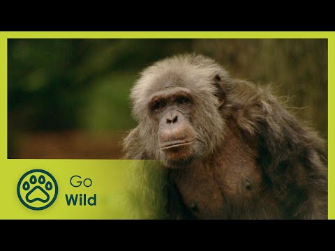 Animal Politics - Animals Like Us 4/11 - Go Wild